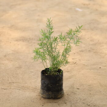 Aspara Grass in 4 inch nursery bag