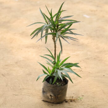 Ruellia (any colour) in 4 inch nursery bag