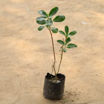 Periwinkle / Vinca / Sadabahar Desi in 4 inch bag