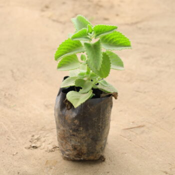 Ajwain in 4 inch nursery bag