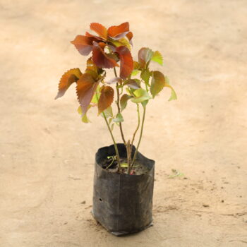 Acalypha Red in 4 inch nursery bag