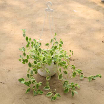 Creeping Fig in 8 inch White Hanging Pot
