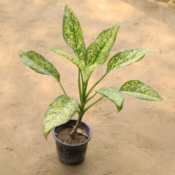 Aglaonema Jharna in 6 inch nursery pot