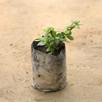 Jade in 4 inch nursery bag
