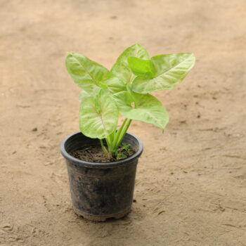 Syngonium in 4 inch nursery pot