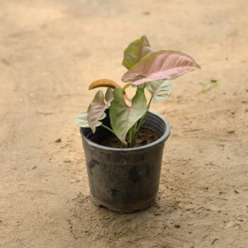 Syngonium Pink in 4 inch nusery pot
