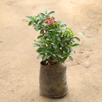 Ixora in in 4 inch nursery bag