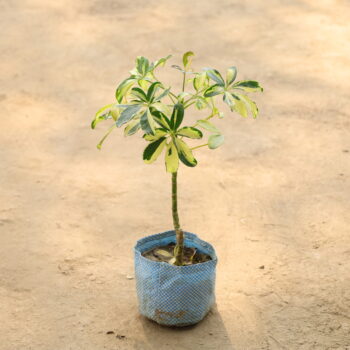 Schefflera Plant in 5 inch nursery bag