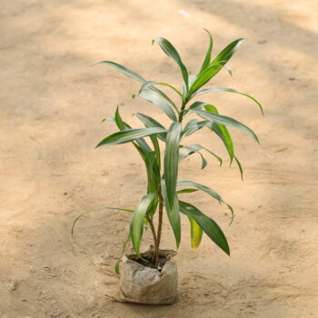 Dracaena Messenger in 4 inch nursery bag