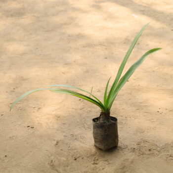Spider Lilly in 4 inch nursery bag