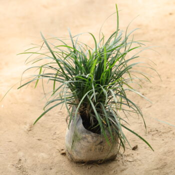 Green Grass in 4 inch nursery bag