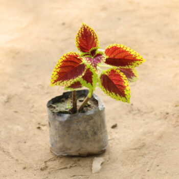 Red Coleous in 4 inch nursery bag