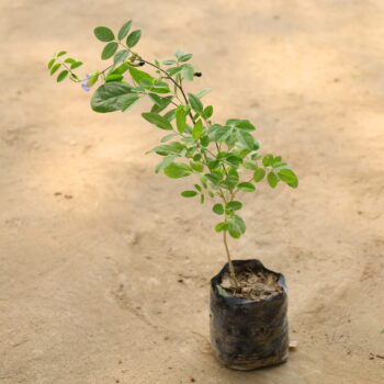 Aprajita (any colour) in 4 inch nursery bag