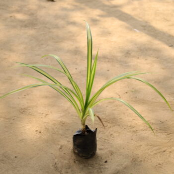 Pendants in 4 inch nursery bag