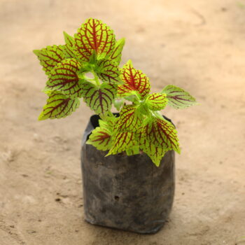 Coleous (any colour) in 4 inch nursery bag