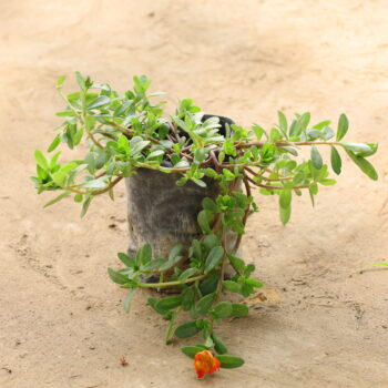 Portulaca (any colour) in 4 inch nursery bag