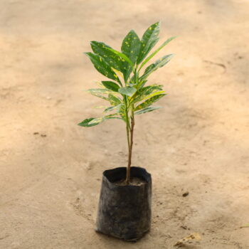 Baby Croton Plant in 4 inch nursery bag