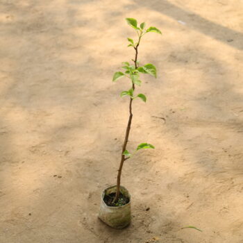 Bougainvillea (any colour) in 4 inch nursery bag