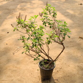Rama Tulsi in 6 inch nursery pot