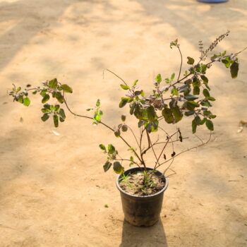 Shayma Tulsi in 6 inch nursery pot