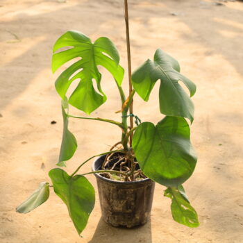 Monestera in 8 inch nursery pot