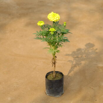 Marigold / Genda in 4 inch nursery bag