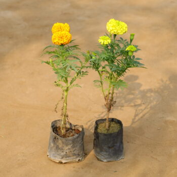 Set of 2 Marigold / Genda (any colour) in 4 inch nursery bag