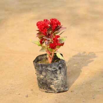 Celosia in 4 inch nursery bag