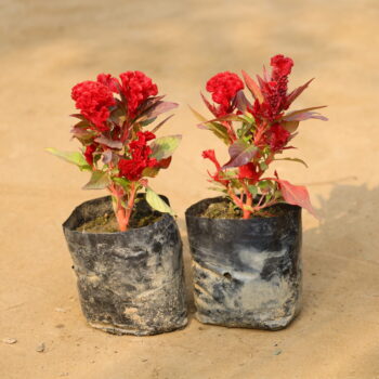 Set of 2 Celosia in 4 inch nursery bag