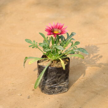 Gazenia in 4 inch nursery bag