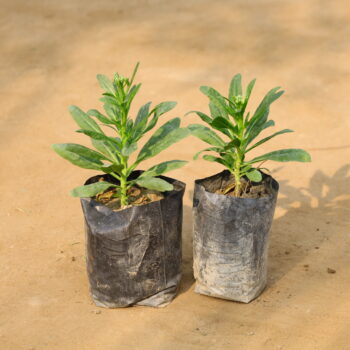 Set of 2 Stock (any colour) in 4 inch nursey bag