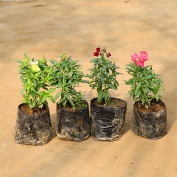 Set of 4 Dog Flower (any colour) in 4 inch nursery bag