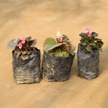 Set of 3 Begonia (any colour) in 4 inch nursery bag