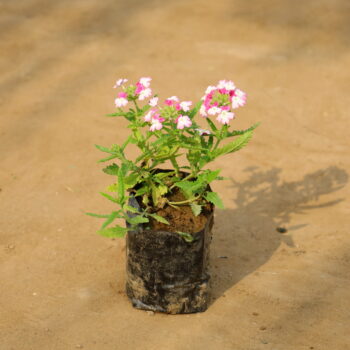 Verbena (any colour) in 4 inch nursery bag