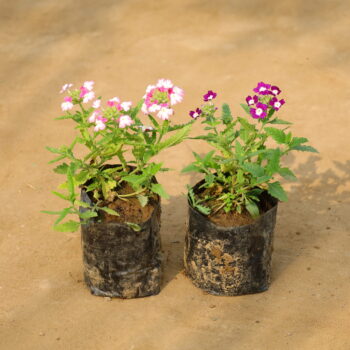 Set of 2 Verbena (any colour) in 4 inch nursery bag