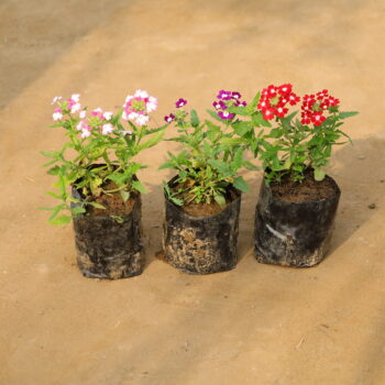 Set of 3 Verbena (any colour) in 4 inch nursery bag