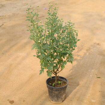 Crysenthium (guldawri) in 4 inch nursery bag