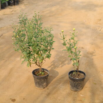 Set of 2 Crysenthium (guldawri) in 4 inch nursery bag