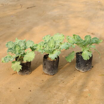 Set of 3 Kel green in 4 inch nursery bag