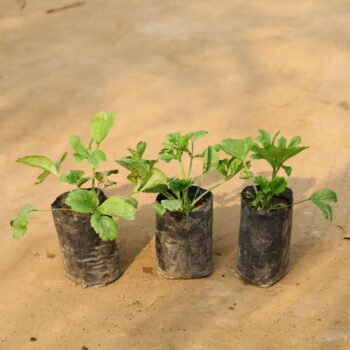 Set of 3 Rainkulas bag (any colour) in 4 inch nursery bag