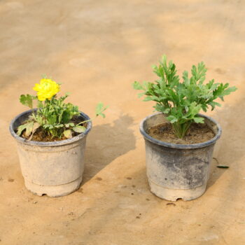 Set of 2 Rainkulas bag (any colour) in 6 inch nursery pot