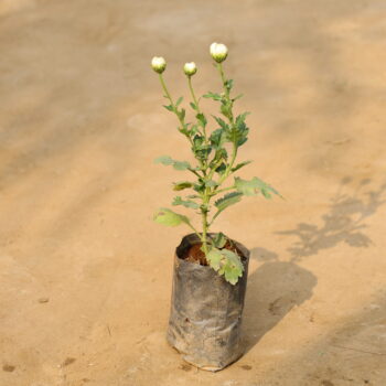 Crysenthimum / Guldawri in 4 inch nursey bag