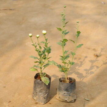 Set of 2 Crysenthimum / Guldawri in 4 inch nursey bag