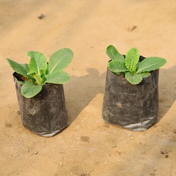Set of 2 Primula in 4 inch nursery bag