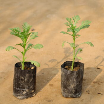 Set of 2 Babuna (any colour) in 4 inch nursey bag