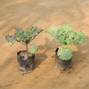 Set of 2 Kel (any colour) in 4 inch nursery bag