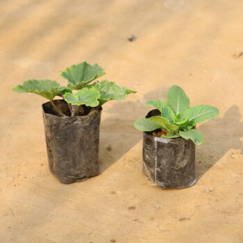 Set of 2 Primula and cineneria in 4 inch nursery bag