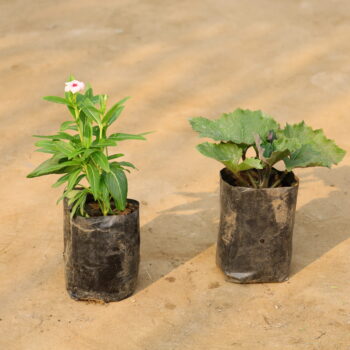 Set of 2 Cineneria and Sada Bahar in 4 inch nursery bag