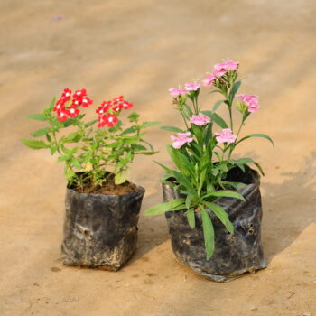 Set of 2 Dianthus and Verbena in 4 inch nursery bag