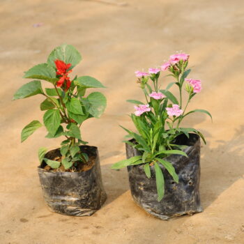 Set of 2 Dianthus and Salvia in 4 inch nursery bag